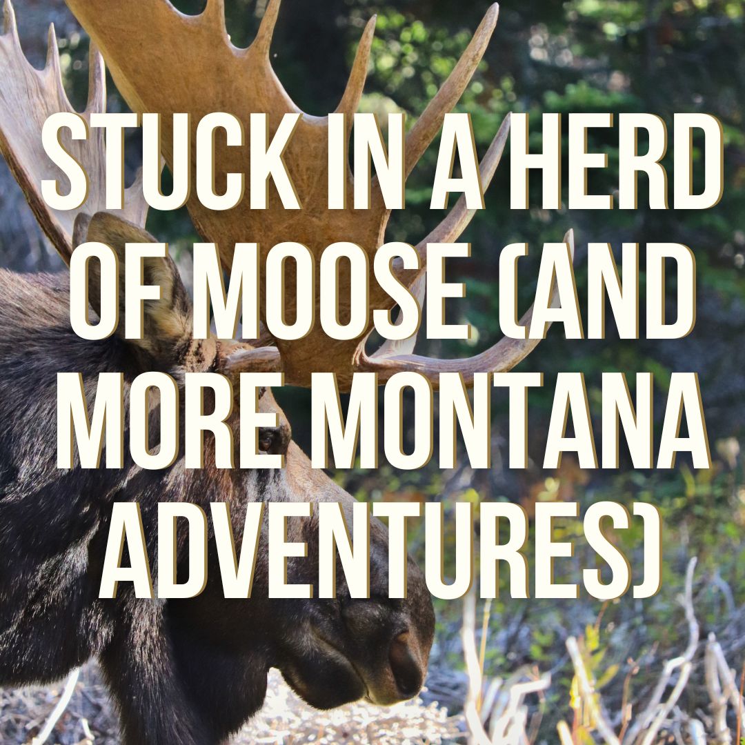 Stuck in a Herd of Moose (and More Montana Adventures) w/ special guest