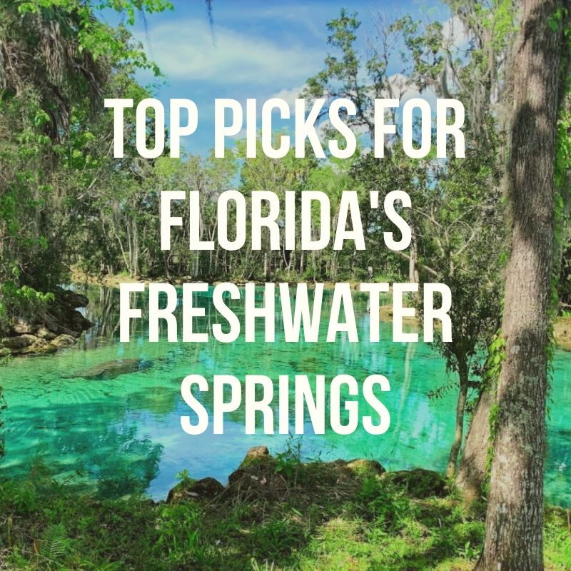 Florida's Freshwater Springs:  we pick our top springs for manatee, swimming and more