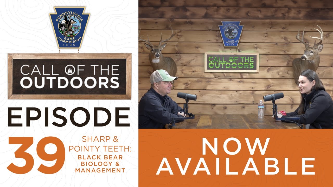 Episode 39: Sharp & Pointy Teeth: Black Bear Biology & Management