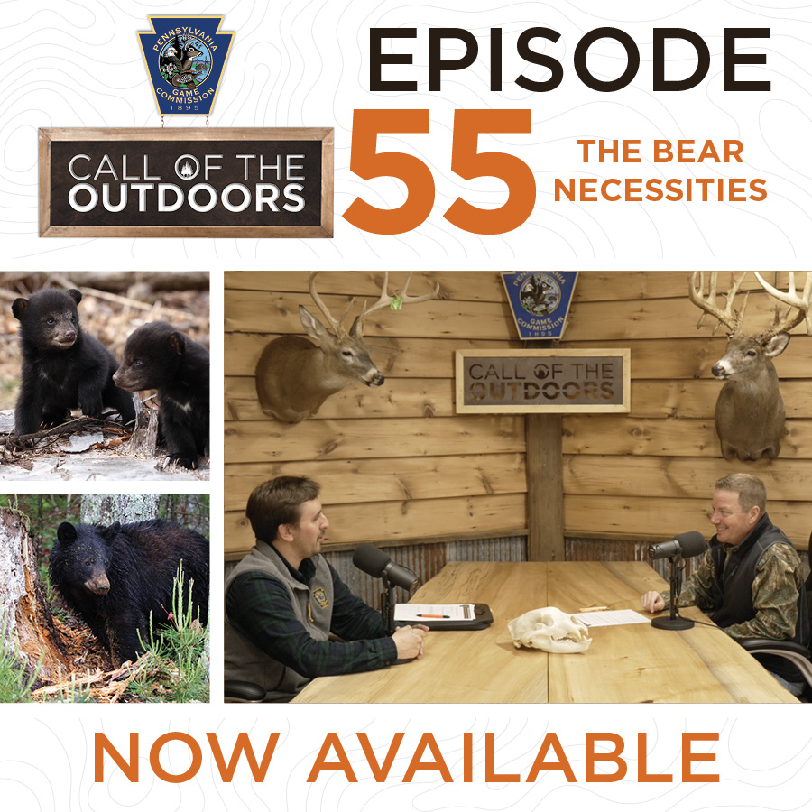 Episode 55: The Bear Necessities