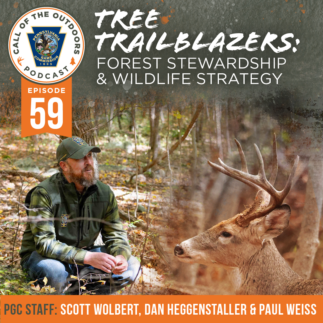 Call of the Outdoors Episode 59: Tree Trailblazers: Forest Stewardship & Wildlife Strategy