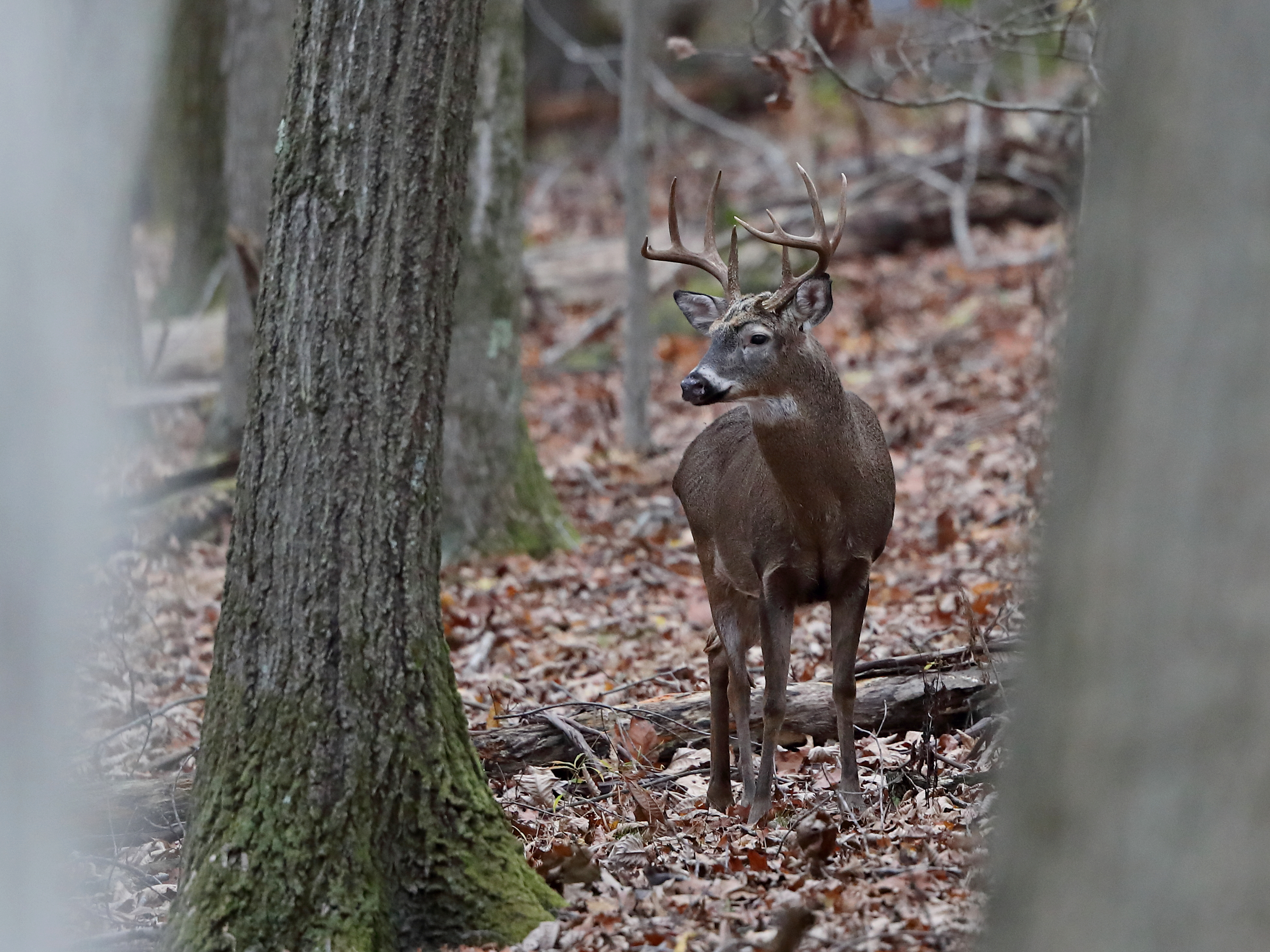  Episode 22: Hunting the Whitetail Rut in Pennsylvania