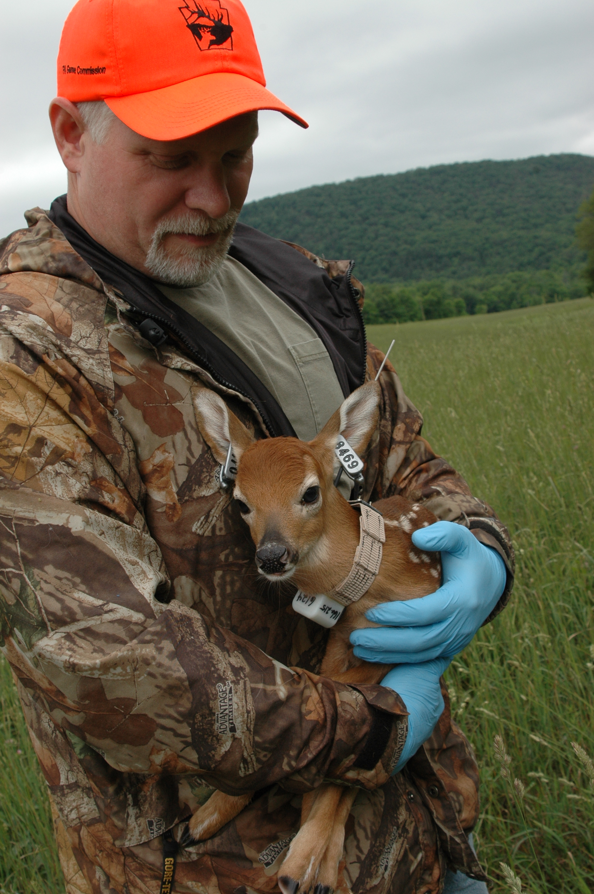 Episode 10: State of the Pennsylvania Deer Herd: Fall 2020