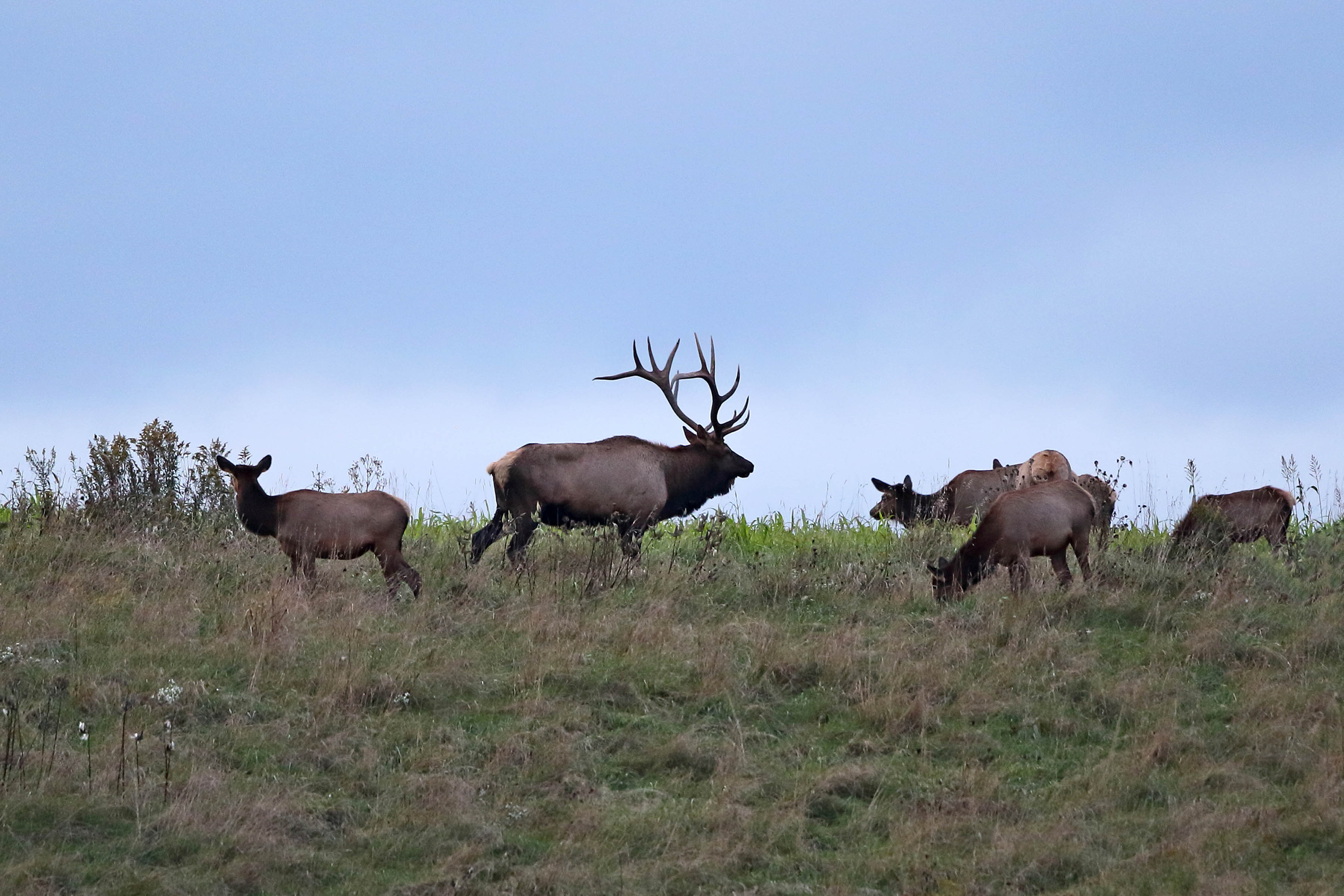 Episode 7: “Elk Hunting in the Keystone State – Past, Present and Future”