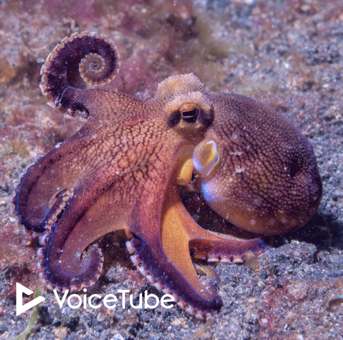 【TED-Ed】為什麼章魚大腦是如此的不凡！