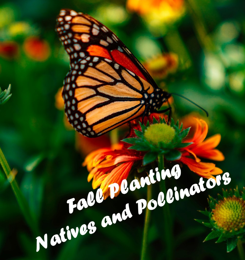 Fall Planting for Natives and Pollinators  