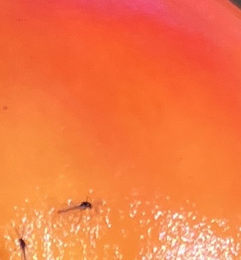 Folge 172: Ein feuriges Rot-Orange (Farbenmisch-Challenge Tag 3)