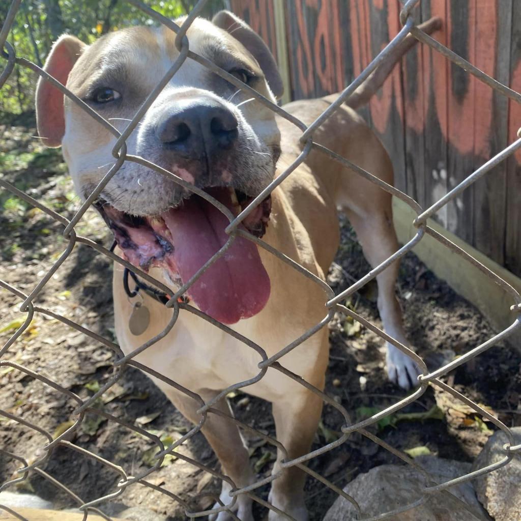 12/02/22 - Frisky Friday - Pensacola Humane Society - Lugnut