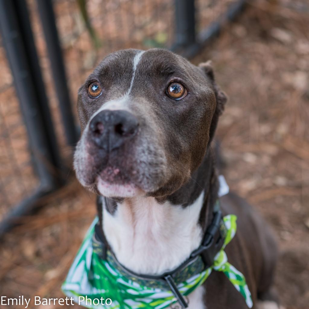 01/13/23 Santa Rosa County Animal Shelter featuring Havoc