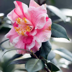 12/09/2025  The Garden Line: "Camellia Show"