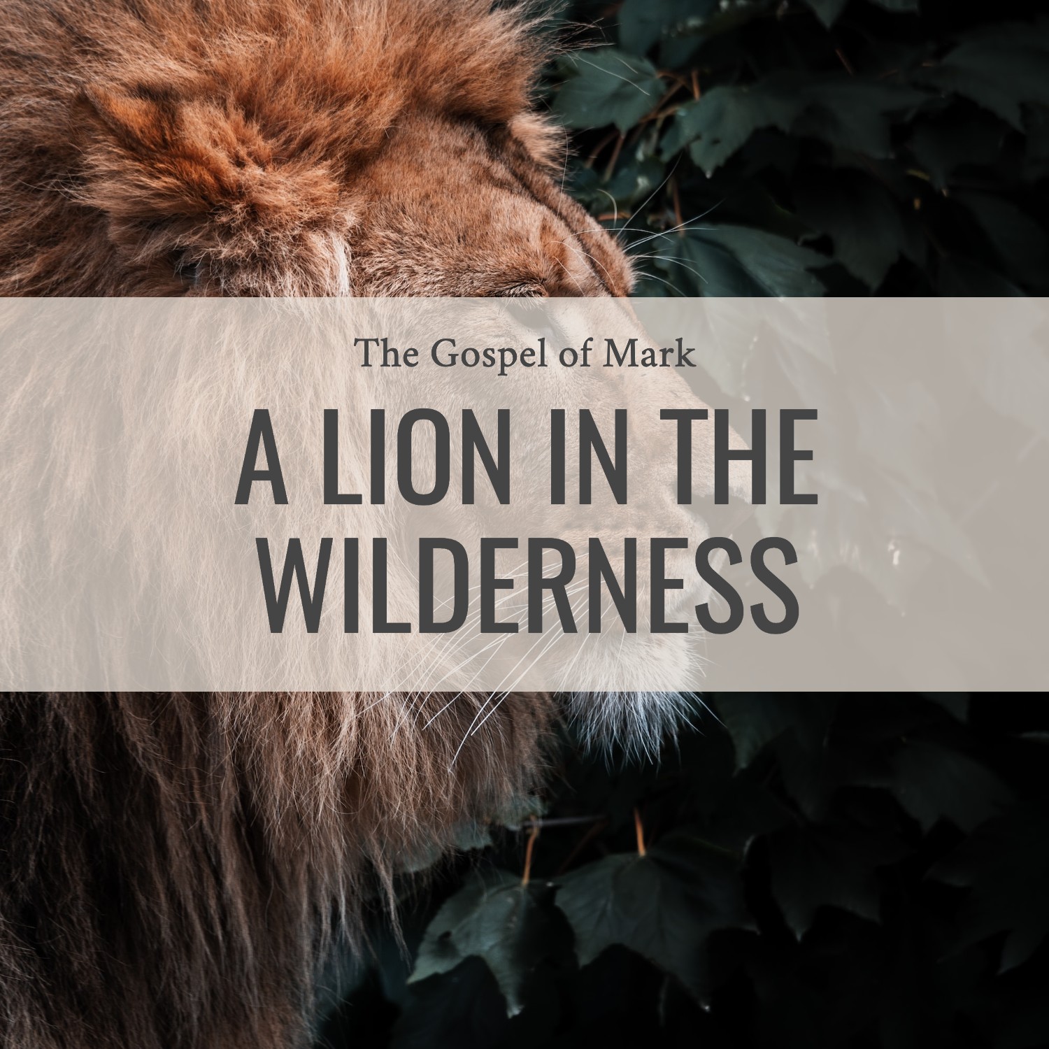 Ep 132 - Mark 1:1-3 - A Lion in the Wilderness | Aaron Ventura