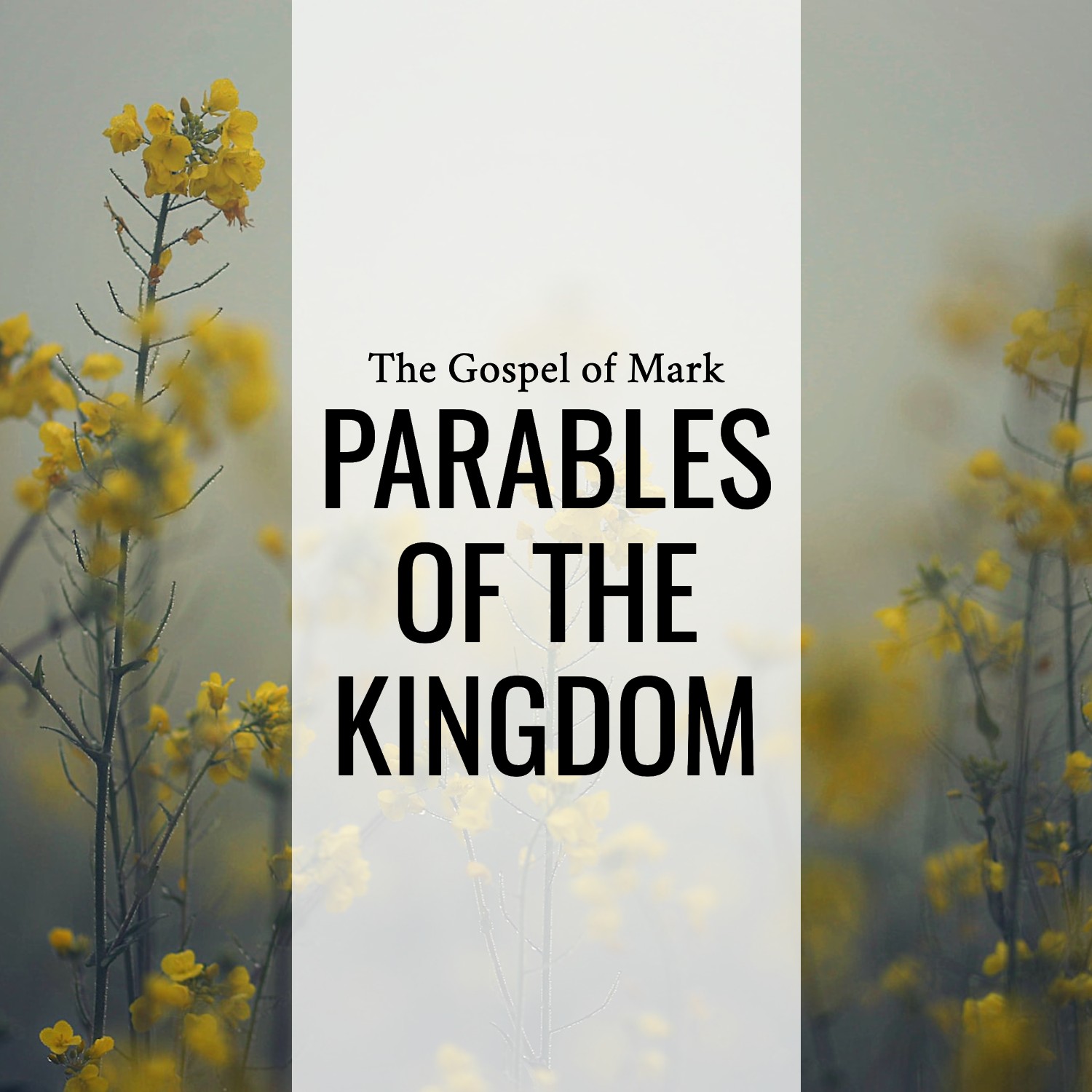 Ep 146 - Mark 4:21-34 | Parables of the Kingdom | Aaron Ventura