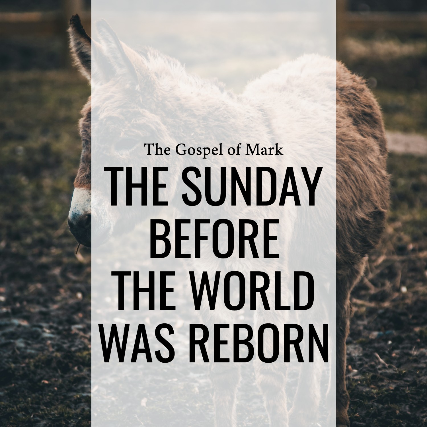 Ep 173 - Mark 11:1-11 | The Sunday Before the World was Reborn  | Aaron Ventura