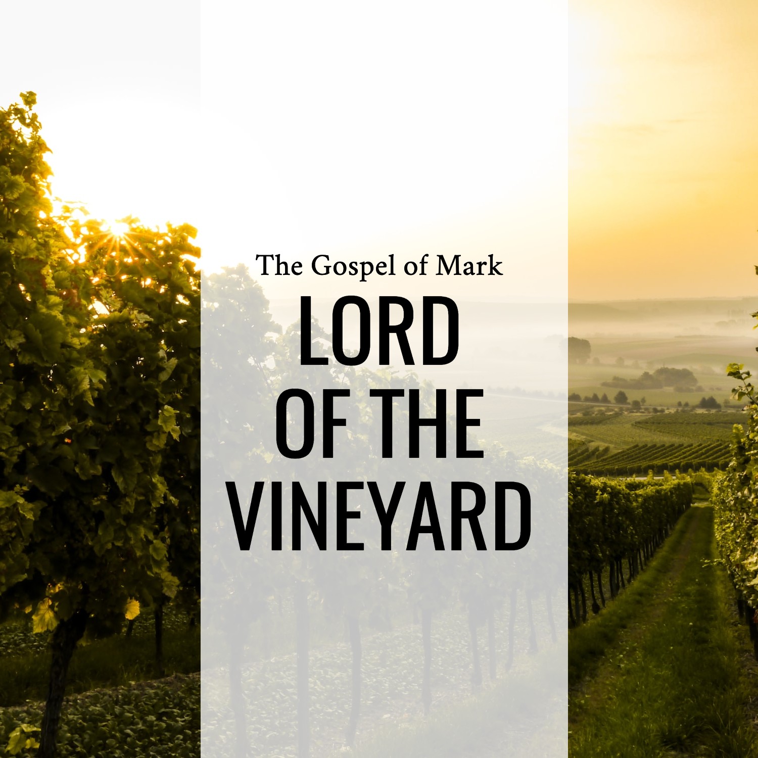 Ep. 180 - Mark 12:1-12 | The Lord of the Vineyard | Aaron Ventura