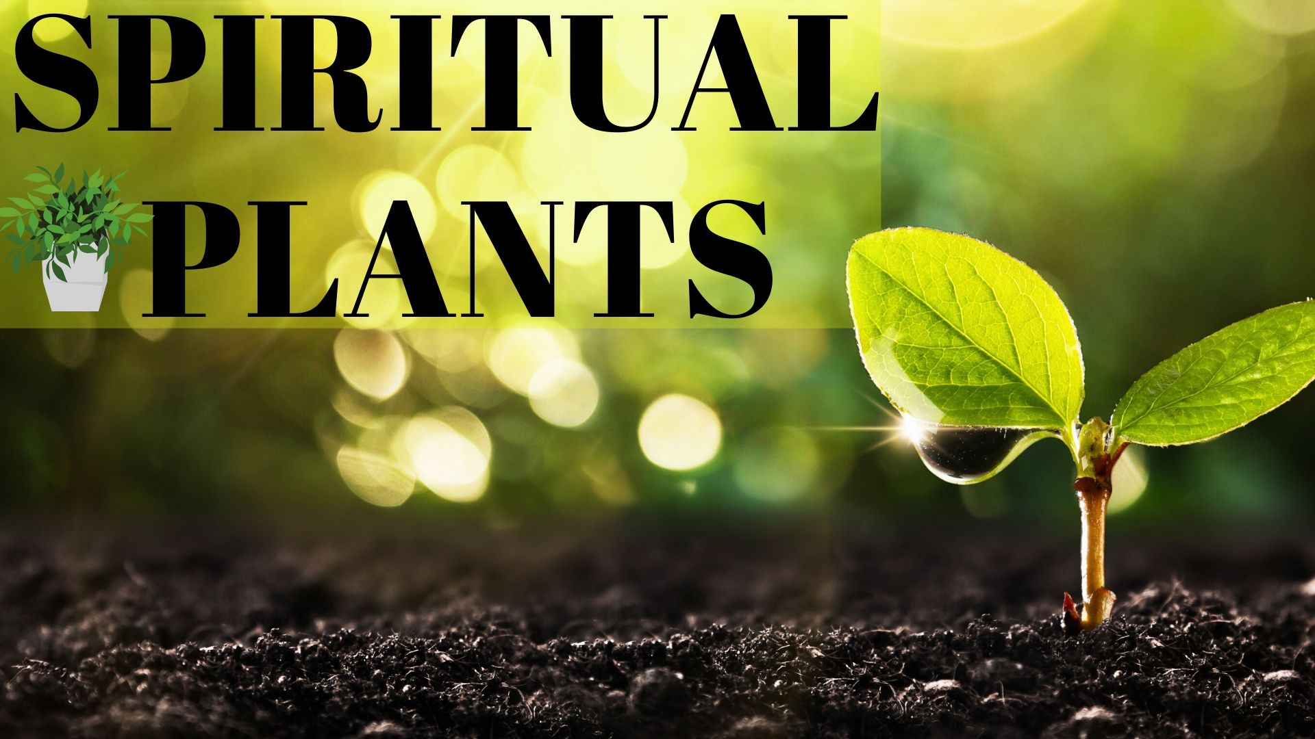 SPIRITUAL PLANTS: How to connect with plants and their medicine with special guest Ally Vacha