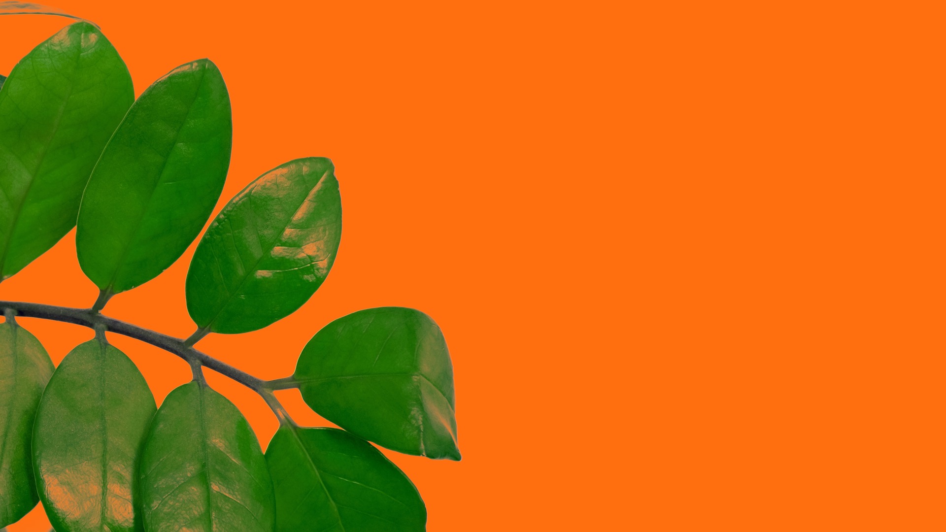 Episode 19: The Orange Seed, The Oak Tree, & Your Work Operating System