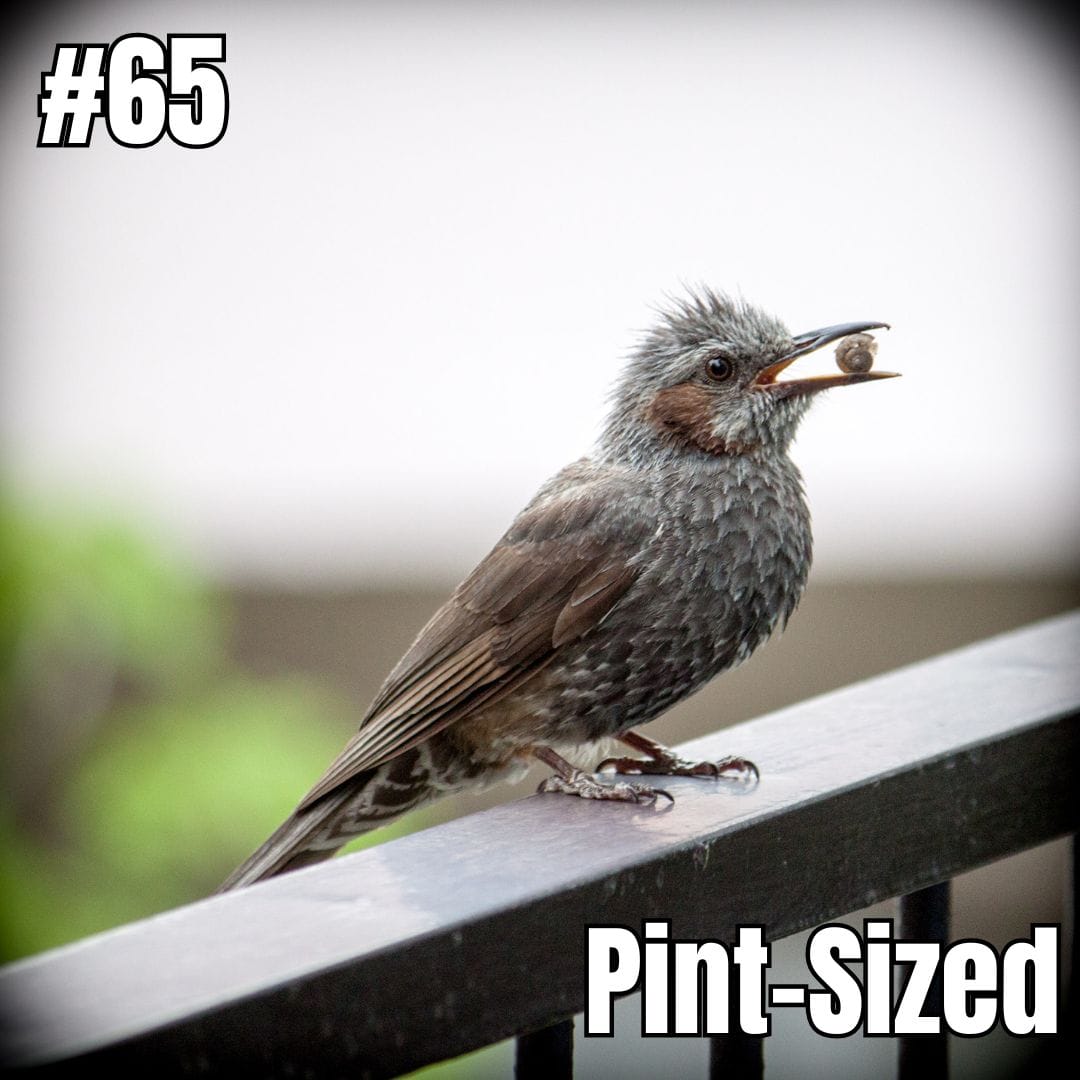 Update #65: Pint-Sized