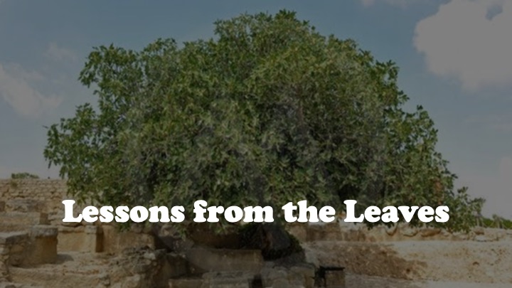 Episode 1279: Lessons from the Leaves