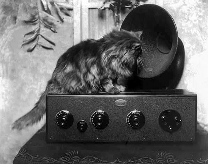 Norm Nathan’s Vault of Silliness w/Tony Nesbitt - Ep 286 - A Purrfect Broadcast