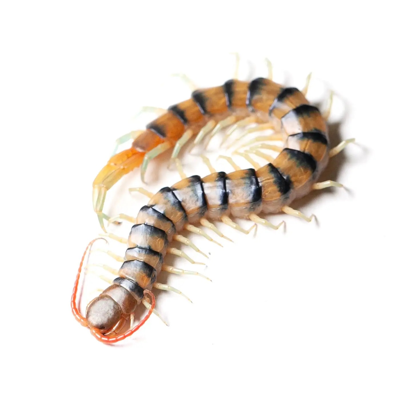 Cancer research and centipede venom