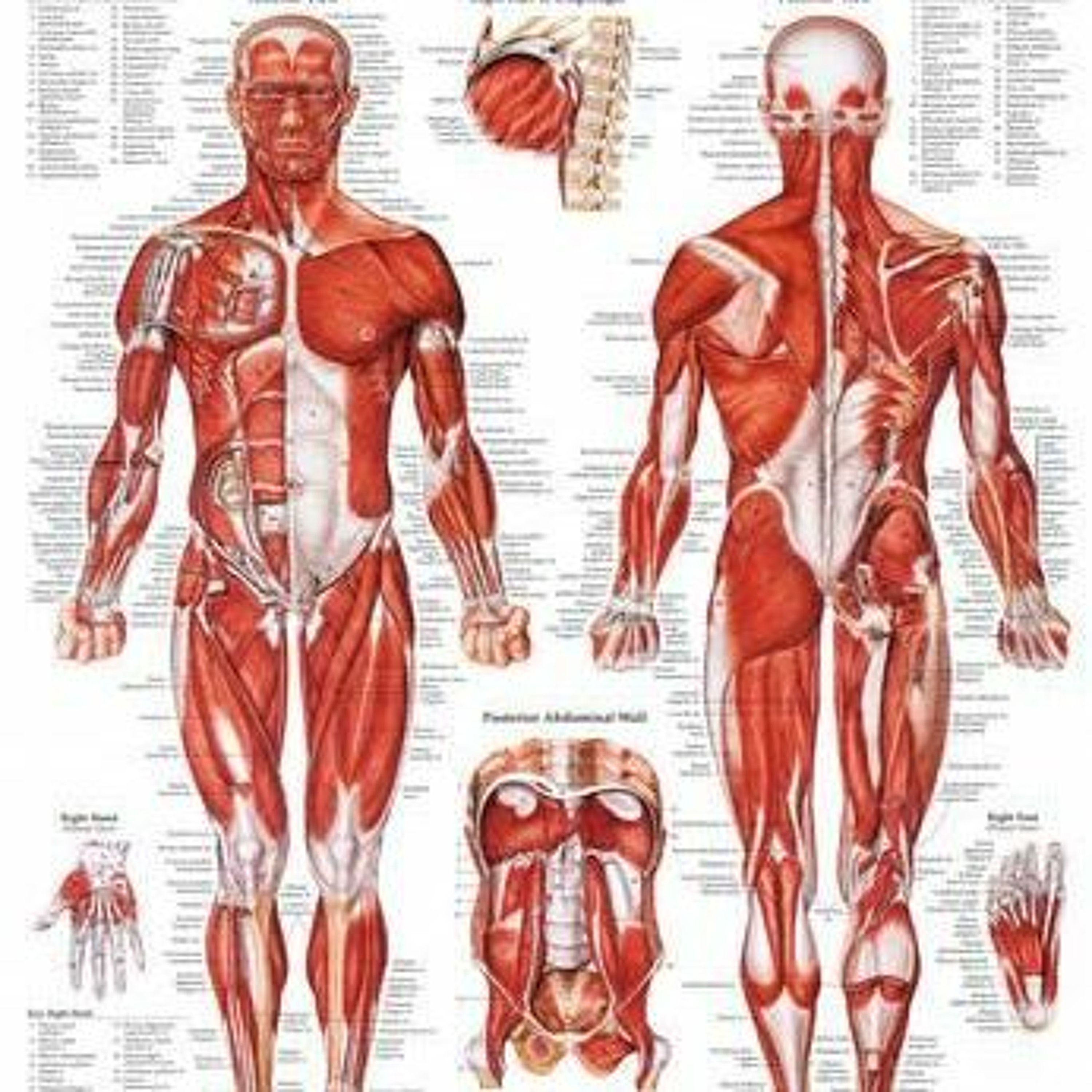#75 Human Anatomy