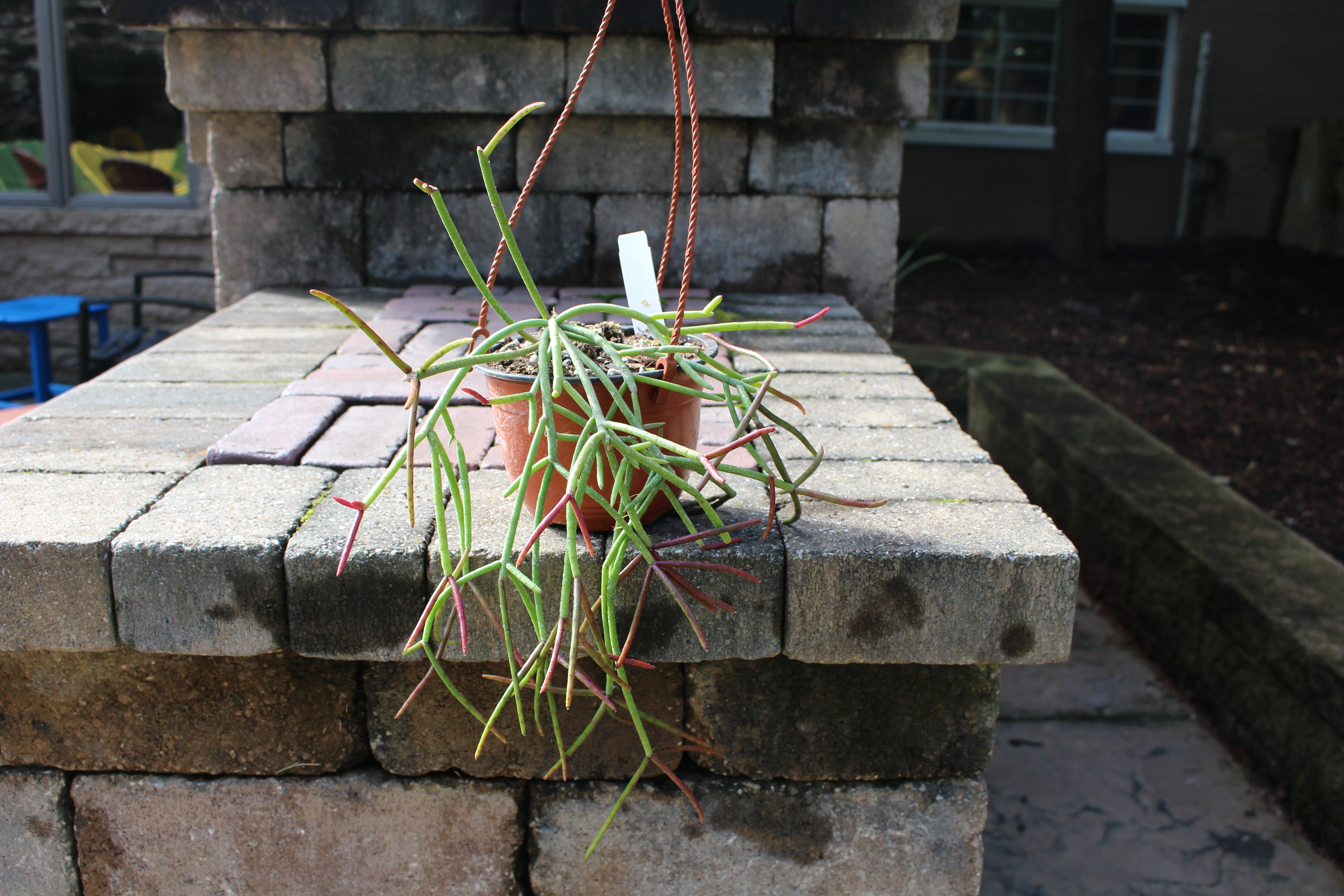 {PLANT RANT} ep. 4 &#39;Red Mistletoe Cactus Rhipsalis&#39;