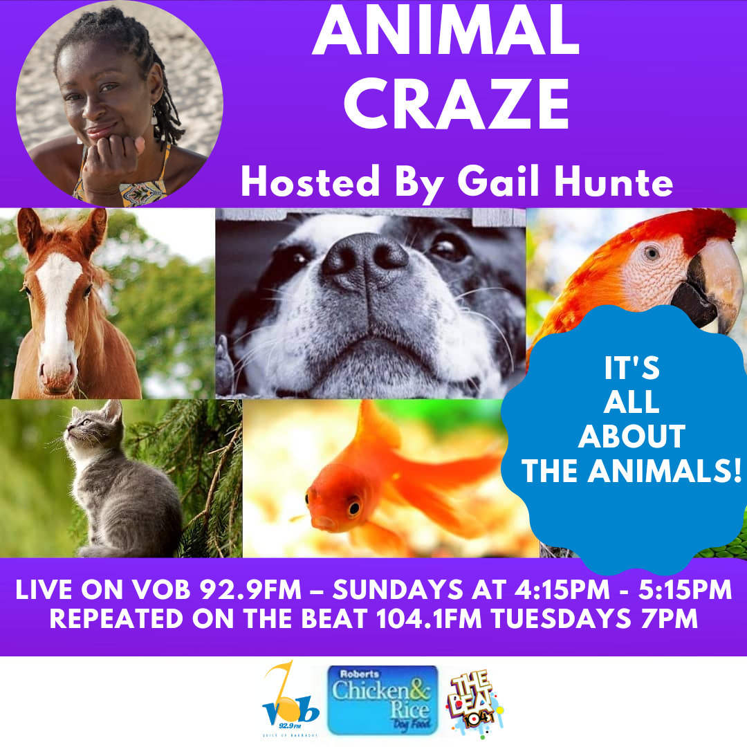 Animal Craze 