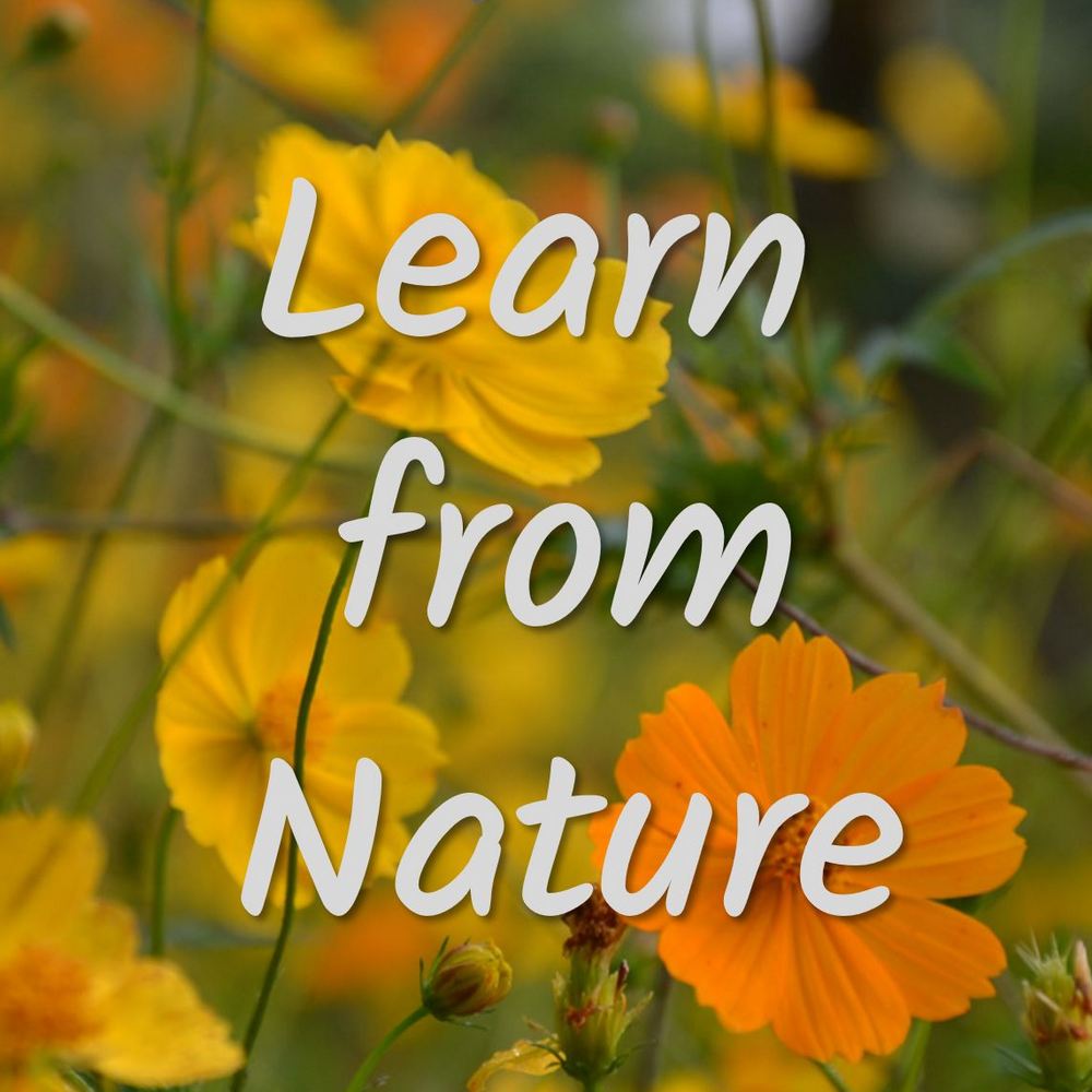 RE 189: Learn from Nature