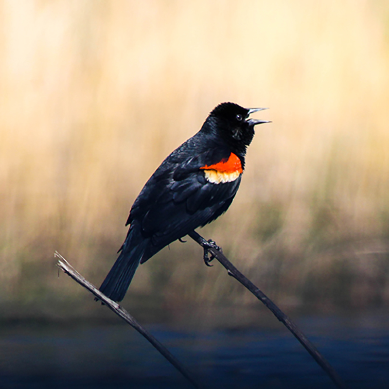 How to Be an Influencer without Even Trying