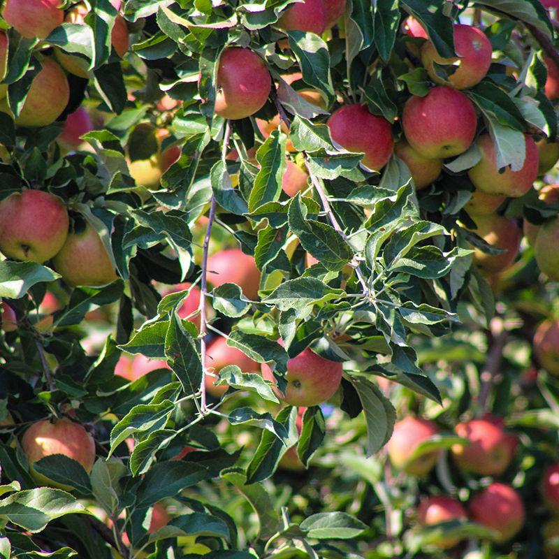 A Rising Tide Lifts All Boats