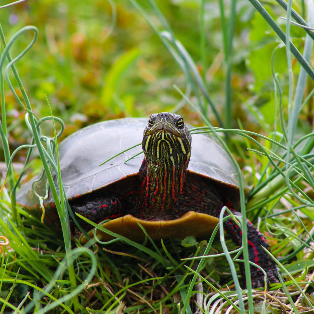 Purging and Decluttering