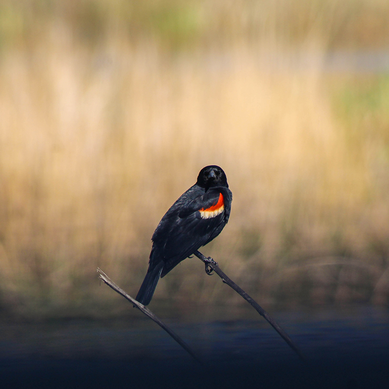 Safety, Security, and Late Night Ramblings