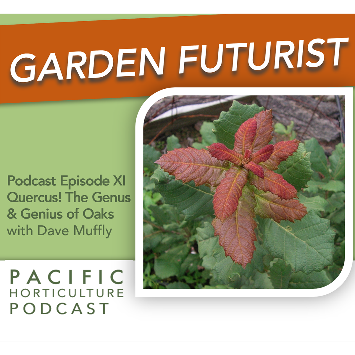 Episode XI: Quercus! genus and genius of Oaks with Dave Muffly
