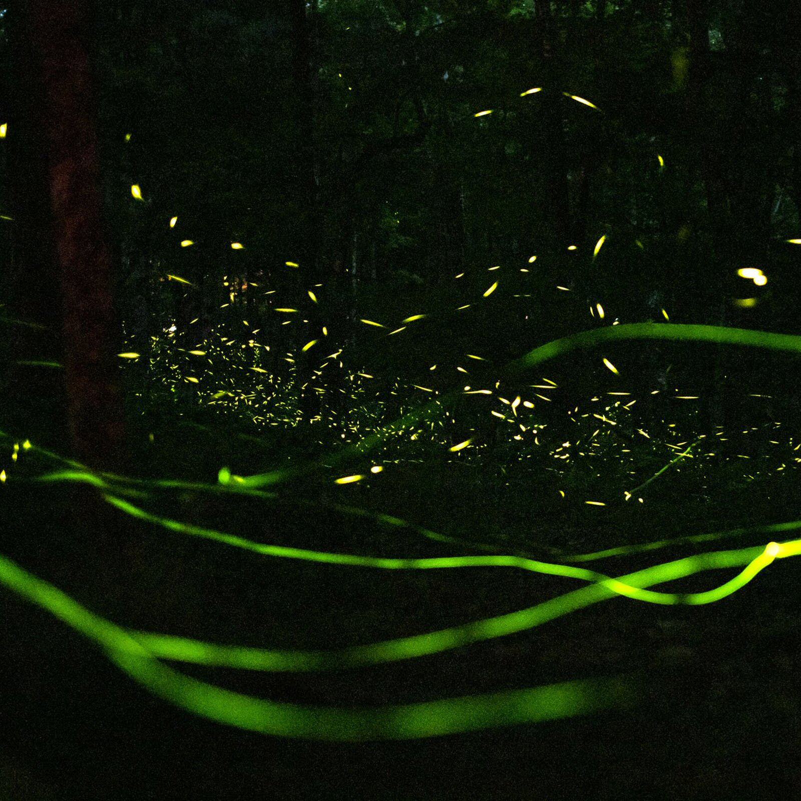 Bentonville's Coler Moutain Bike Preserve is now a designated firefly sanctuary