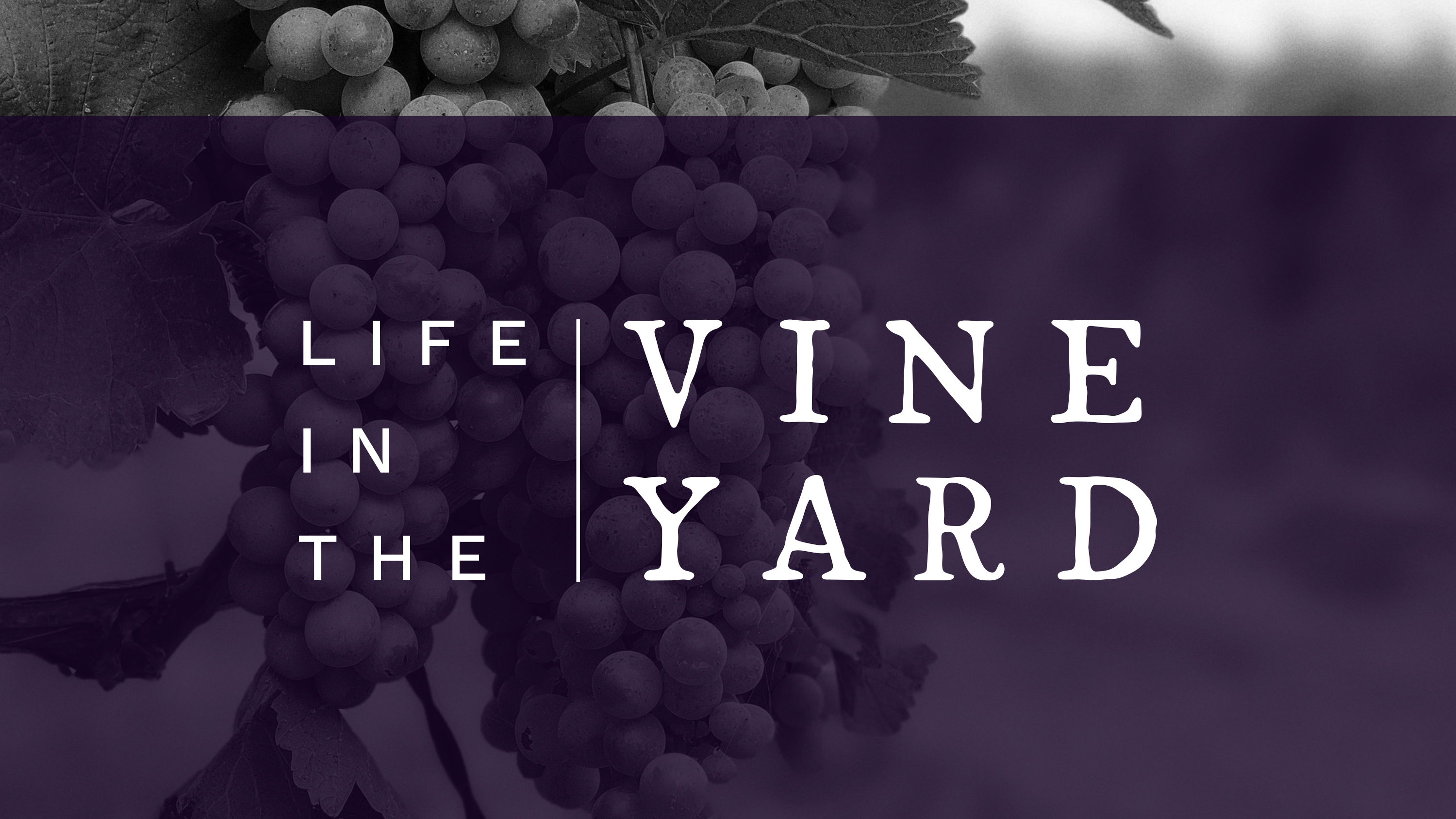Life in the Vineyard: John 15:6-7