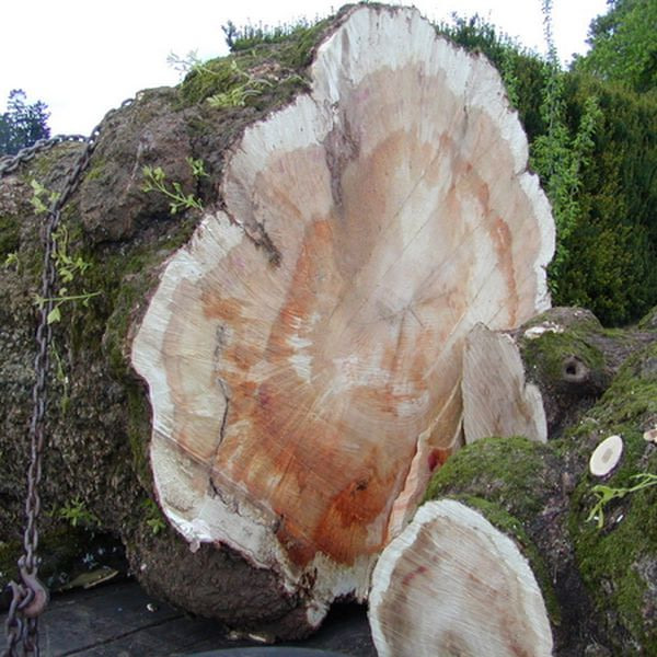 10 Things to Know about Wood