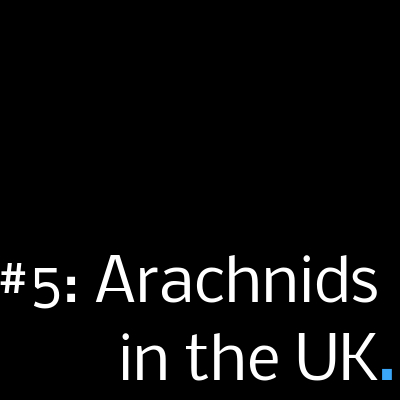 WiR #4: Arachnids in the UK