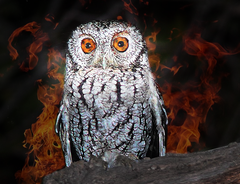 The Owl Theory: Murder or Killer Owl?