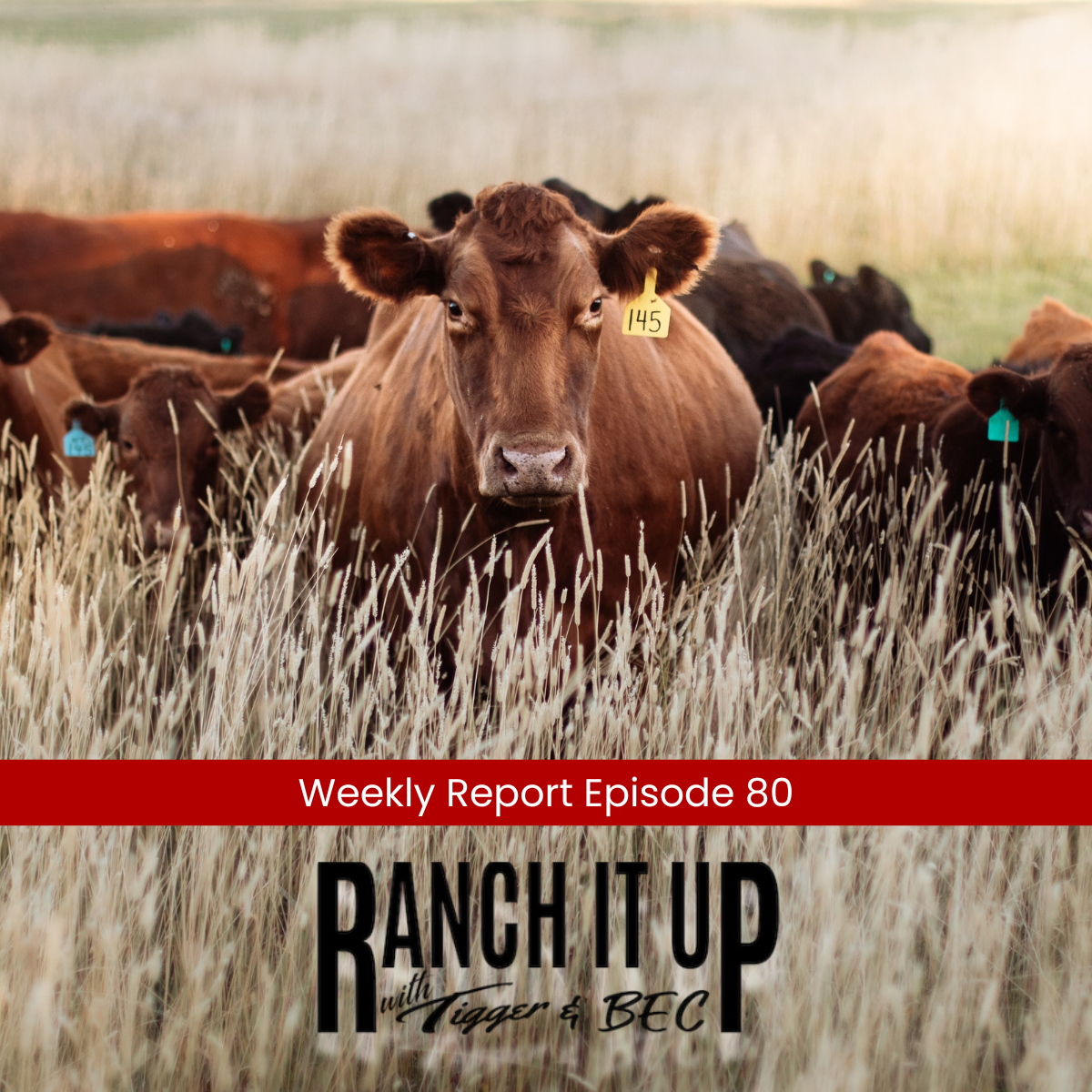 Episode Cover