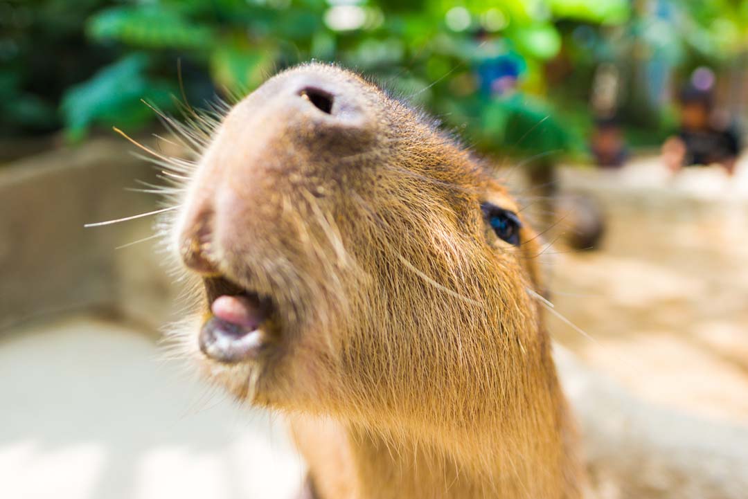 Capybara