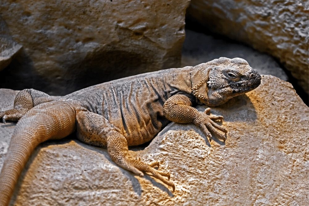 Chuckwalla