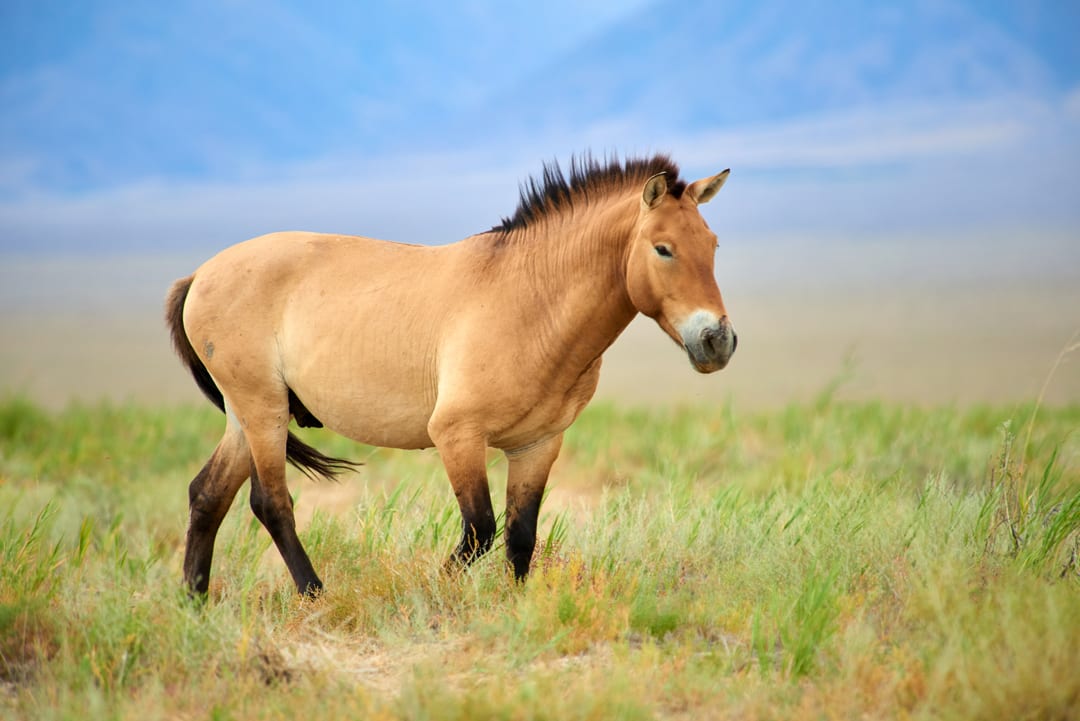 Przewalski’s Horse