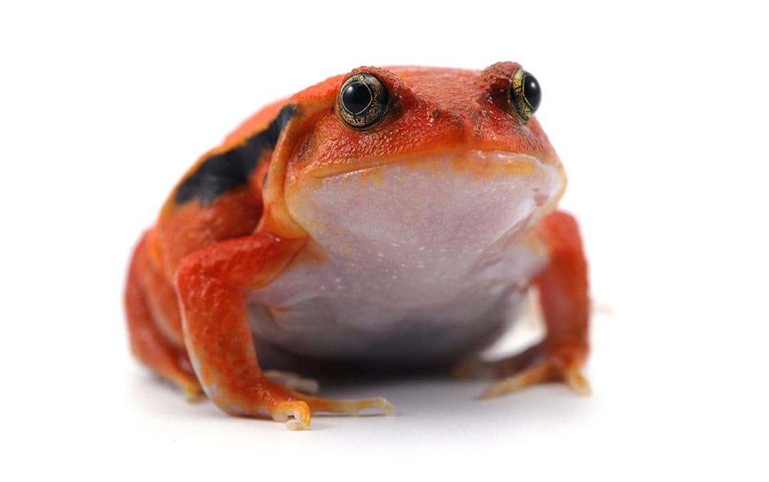 Tomato Frog