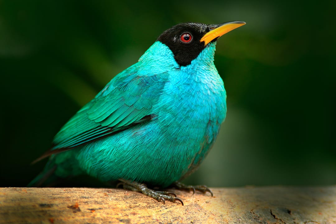 Green Honeycreeper