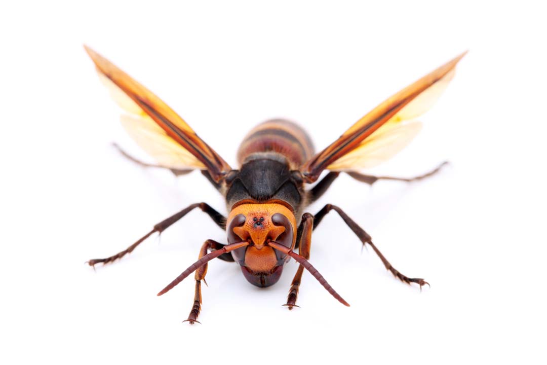 Asian Giant Hornet