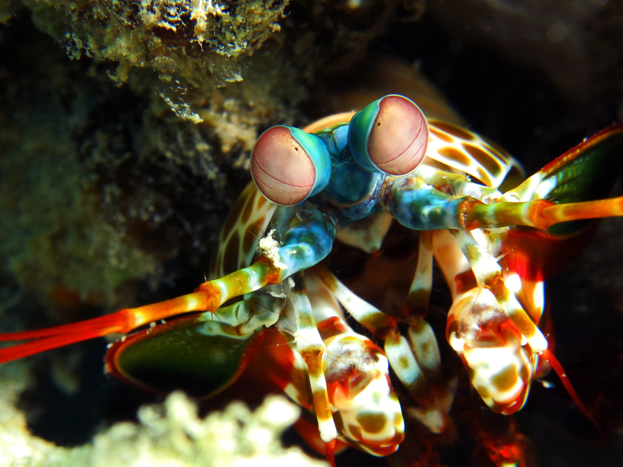 Mantis Shrimp