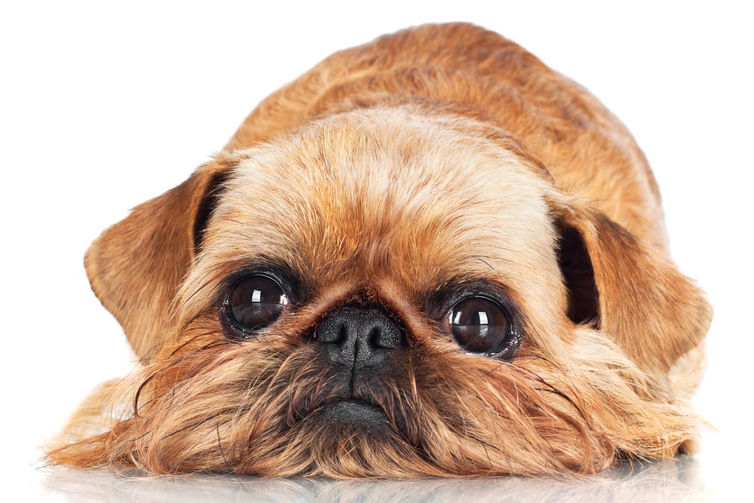 Brussels Griffon