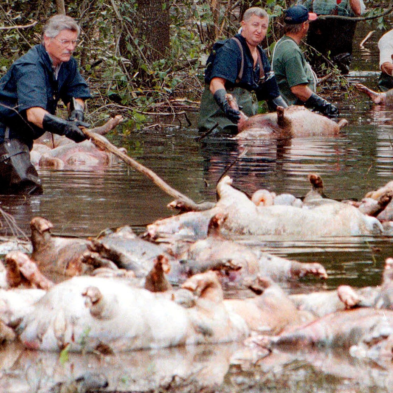 The Hog Farms of North Carolina and Jeffrey MacDonald