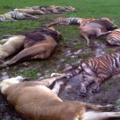 The Zanesville Zoo Massacre and Beverly Jarosz