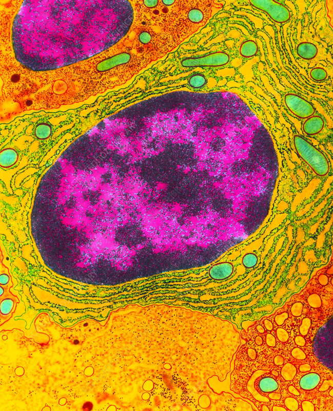 2nde - Organisme pluricellulaire : un ensemble de cellules spécialisées